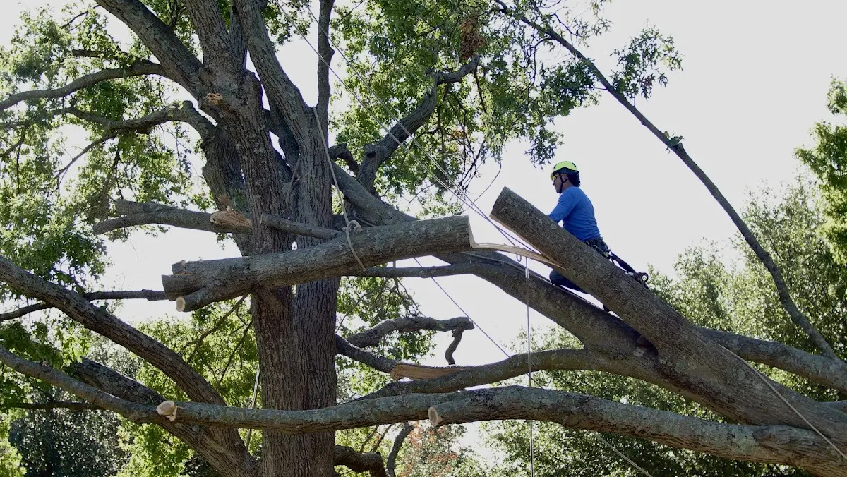 Professional Crown Thinning performed by certified arborists in East Springfield