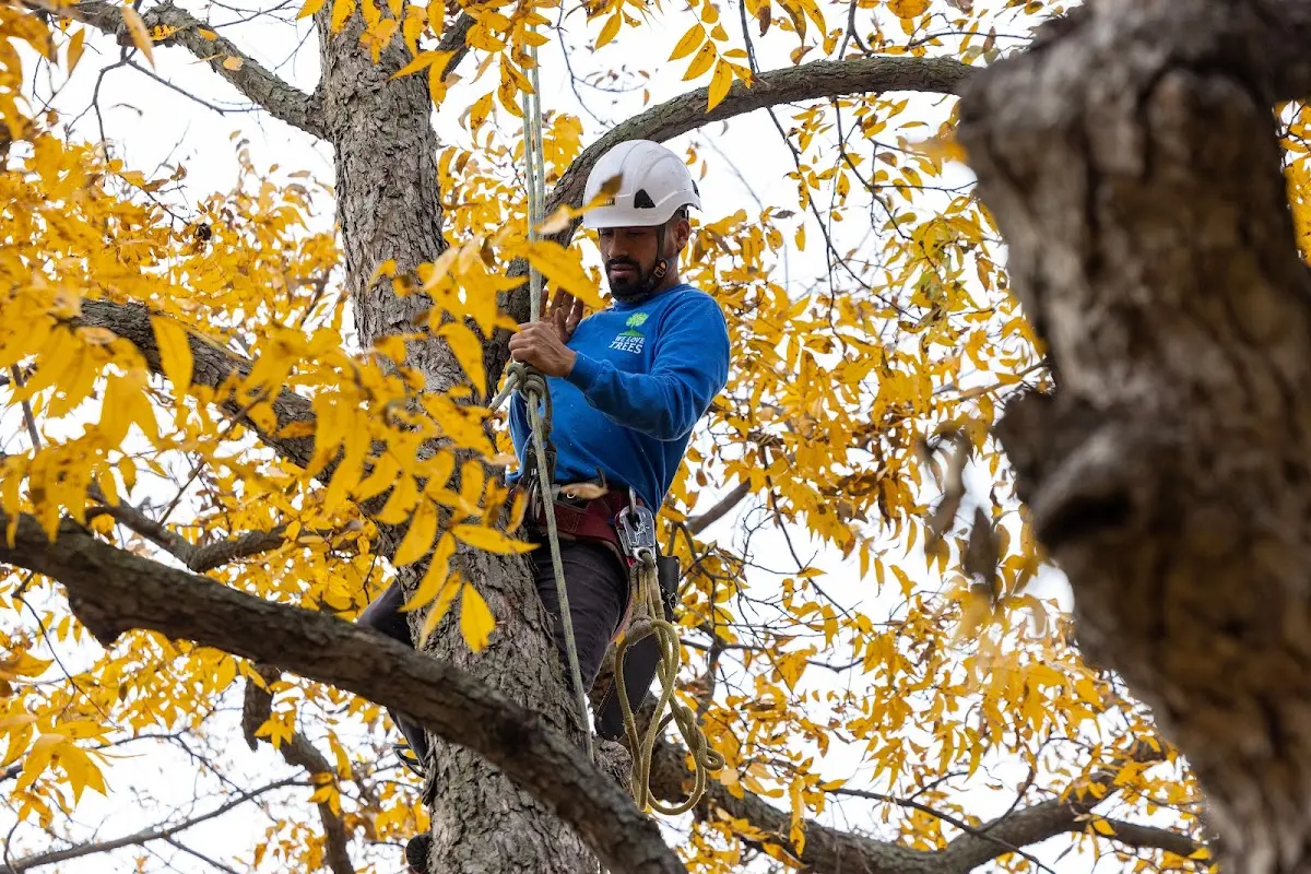 Skilled Tree Planting crew working in East Springfield